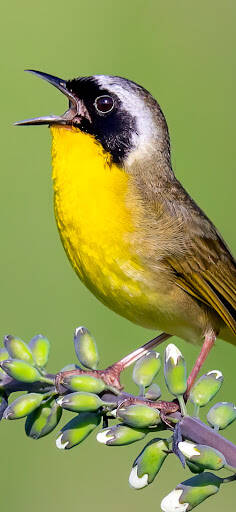 Screenshot From Our Merlin Bird ID by Cornell Lab Review