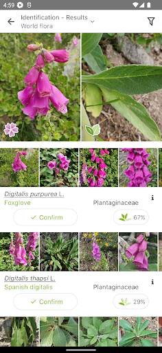 Screenshot From Our PlantNet Plant Identification Review